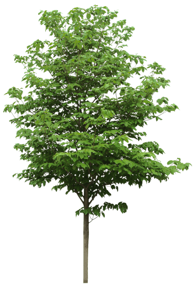 tree